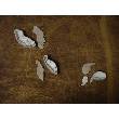 Limp in feathers